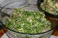 Der fertig marinierte Endivien-Sprossen Salat